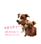 ムサシとスバル！（個別スタンプ：3）