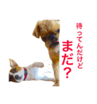 ムサシとスバル！（個別スタンプ：5）