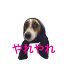 ムサシとスバル！（個別スタンプ：8）