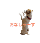 ムサシとスバル！（個別スタンプ：21）