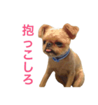 ムサシとスバル！（個別スタンプ：22）
