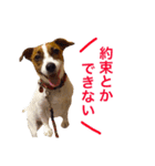 ムサシとスバル！（個別スタンプ：23）