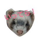 フェレット時々いぬ（個別スタンプ：2）
