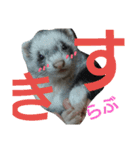 フェレット時々いぬ（個別スタンプ：9）