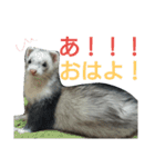 フェレット時々いぬ（個別スタンプ：10）