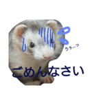 フェレット時々いぬ（個別スタンプ：12）