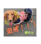 フェレット時々いぬ（個別スタンプ：15）
