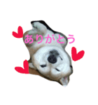 プリンちゃんのスタンプ（個別スタンプ：3）