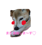 プリンちゃんのスタンプ（個別スタンプ：10）