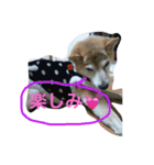プリンちゃんのスタンプ（個別スタンプ：13）