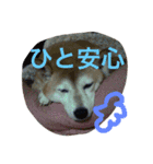 プリンちゃんのスタンプ（個別スタンプ：16）