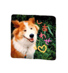 ふわふわふわろ（個別スタンプ：1）