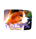 ふわふわふわろ（個別スタンプ：3）