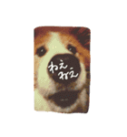 ふわふわふわろ（個別スタンプ：11）