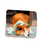 ふわふわふわろ（個別スタンプ：13）