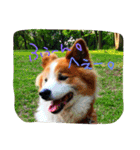 ふわふわふわろ（個別スタンプ：15）