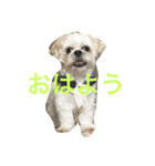 ジローくん（個別スタンプ：1）