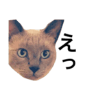 ちょむcat（個別スタンプ：1）
