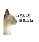 ちょむcat（個別スタンプ：3）