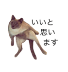 ちょむcat（個別スタンプ：4）