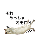 ちょむcat（個別スタンプ：5）