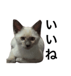 ちょむcat（個別スタンプ：6）