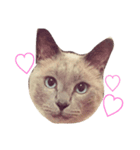 ちょむcat（個別スタンプ：7）