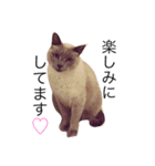 ちょむcat（個別スタンプ：8）