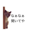 ちょむcat（個別スタンプ：9）