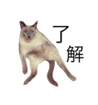 ちょむcat（個別スタンプ：10）