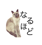 ちょむcat（個別スタンプ：11）