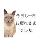 ちょむcat（個別スタンプ：12）