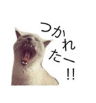 ちょむcat（個別スタンプ：13）