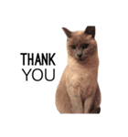 ちょむcat（個別スタンプ：14）