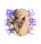 ちょむcat（個別スタンプ：16）