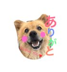 ペスの日常。2日目。（個別スタンプ：1）