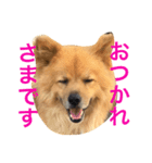 ペスの日常。2日目。（個別スタンプ：3）
