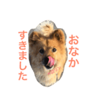 ペスの日常。2日目。（個別スタンプ：6）