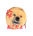 ペスの日常。2日目。（個別スタンプ：8）
