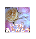 薔薇の花♡アソート10_挨拶メッセージ（個別スタンプ：3）