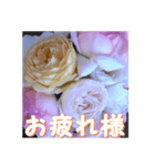 薔薇の花♡アソート10_挨拶メッセージ（個別スタンプ：4）