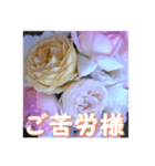 薔薇の花♡アソート10_挨拶メッセージ（個別スタンプ：5）