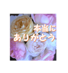 薔薇の花♡アソート10_挨拶メッセージ（個別スタンプ：7）