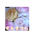 薔薇の花♡アソート10_挨拶メッセージ（個別スタンプ：13）