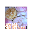 薔薇の花♡アソート10_挨拶メッセージ（個別スタンプ：14）