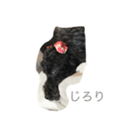 黒トイプーさくら（個別スタンプ：1）
