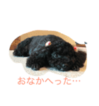 黒トイプーさくら（個別スタンプ：3）