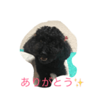 黒トイプーさくら（個別スタンプ：5）