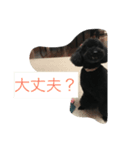 黒トイプーさくら（個別スタンプ：7）