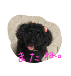 黒トイプーさくら（個別スタンプ：8）